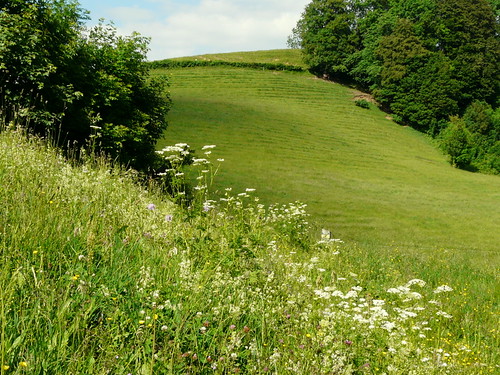 green pasture