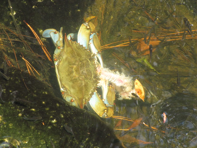 Blue Crab Eating Fish | Explore Birdkid's photos on Flickr. … | Flickr