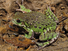 Frogs And Toads of North America