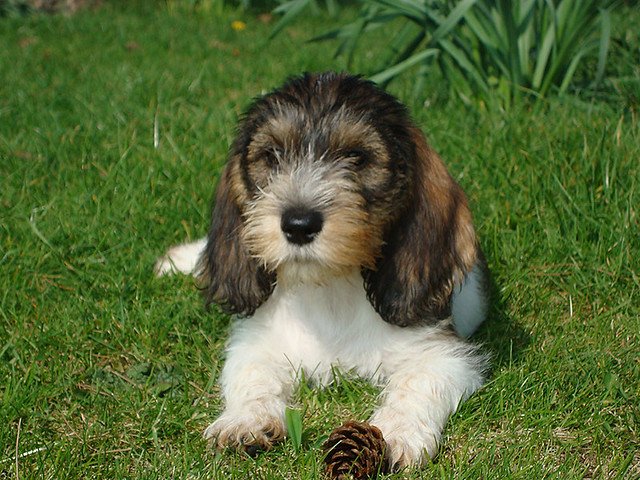 pbgv puppies meg the pbgv puppy explore mljones1 s photos on flickr ml flickr photo pbgv puppies meg the pbgv puppy explore mljones1 s photos on flickr ml flickr photo