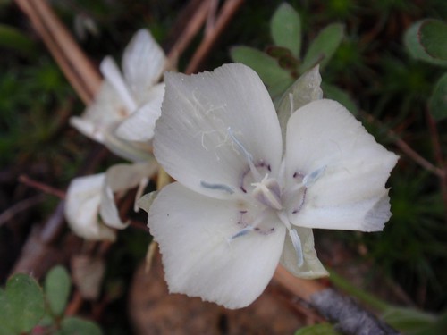 Sierra Mariposa Lily 03