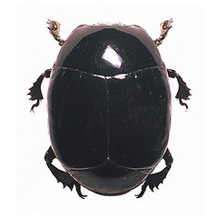 Beetles: Histeridae