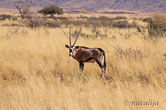 Namibija