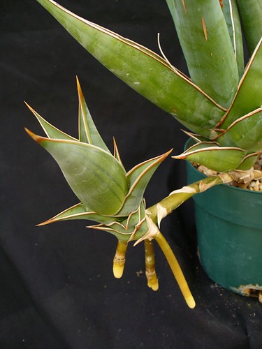 Sansevieria pinguicula stolon aug09 by u4banut