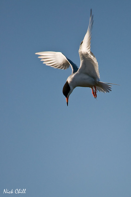 Wings of a Tern