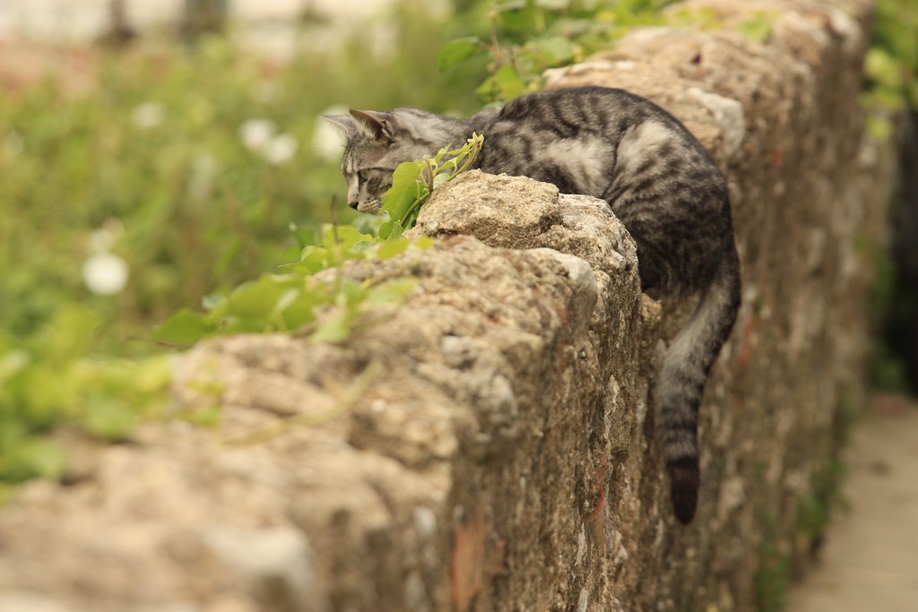 Cat on a stonewall