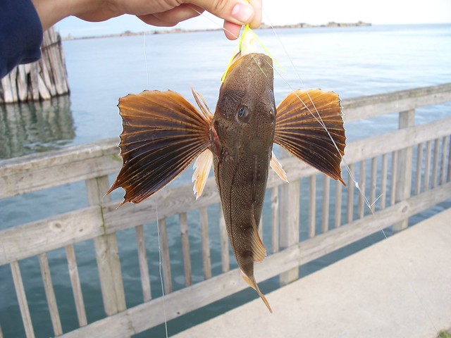 Yes!  There really are flying fish!  Kid's love to catch these sea-robins.