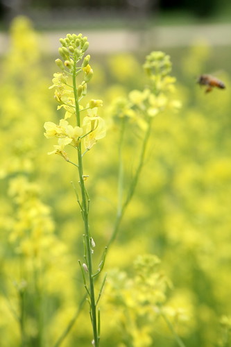 Mustard (Sinapis alba)