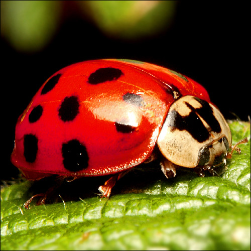 ~ Ladybug  Ladybird ~