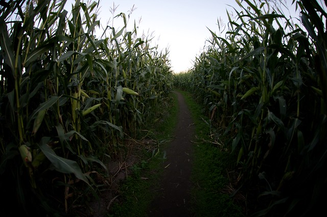 Bose Corn Maze