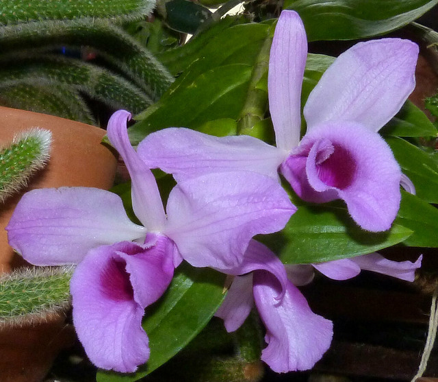 Dendrobium anosmum species orchid