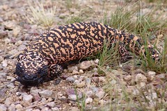 Gila monsters and lizards