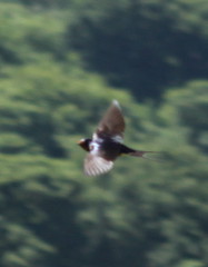 Swallows,Swifts,Housemartin