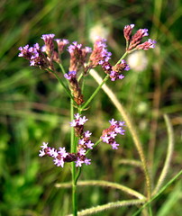 African Vervain