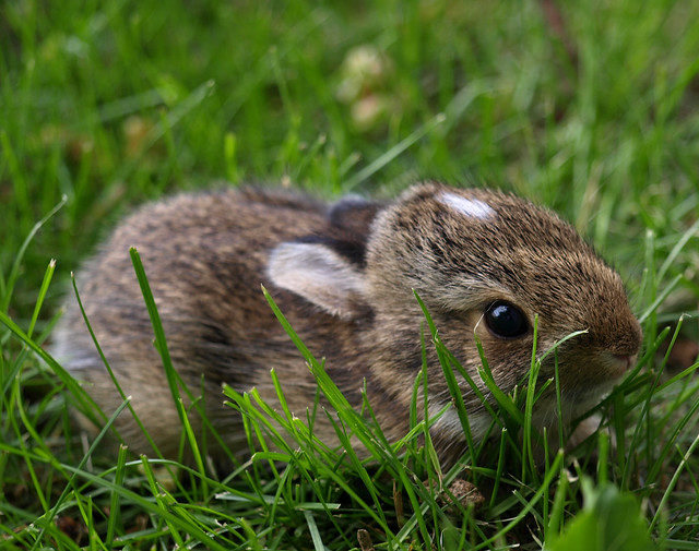 Baby rabbit, in the backyard | Flickr - Photo Sharing!
