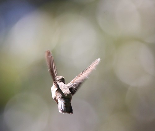 'Fly into the bokeh' by San Diego Shooter, on Flickr