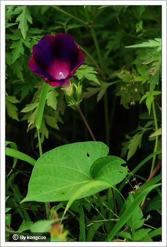 旋花科-牵牛花属-左旋还是右旋-紫色