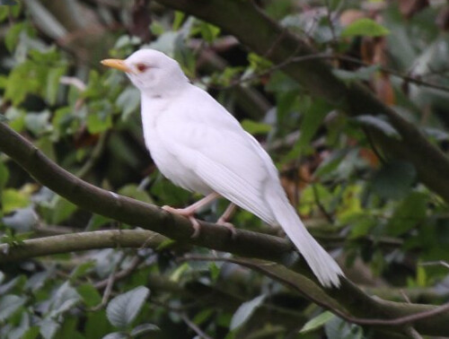 Albino Blackbird