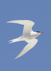 Antarctic Tern - Sterna vittata