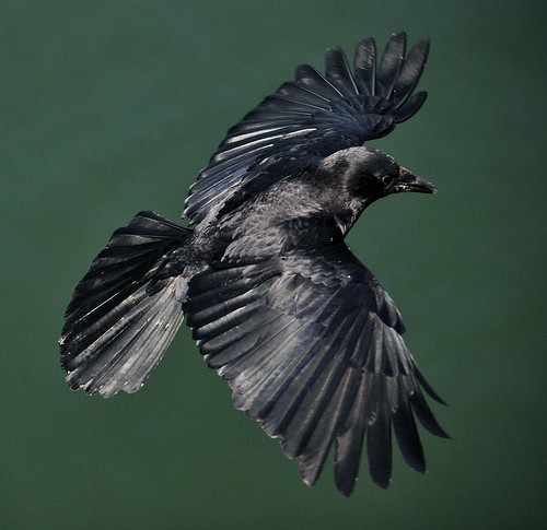 Crow coming in for a landing (corvus brachyhynchos)