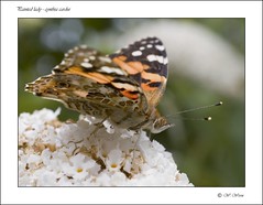 Schmetterlinge ~ butterflies