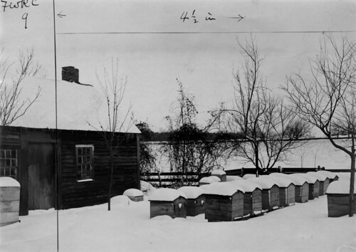 Bees in winter quarters, packed in chaff hives. Bee-house at left. About 1900.