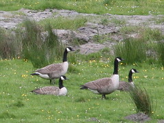 Geese and Ducks