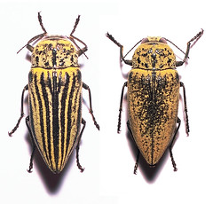 Beetles: Buprestidae and Schizopodidae