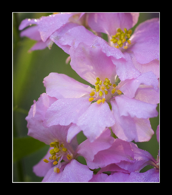 Pink Larkspur Flowercloseup