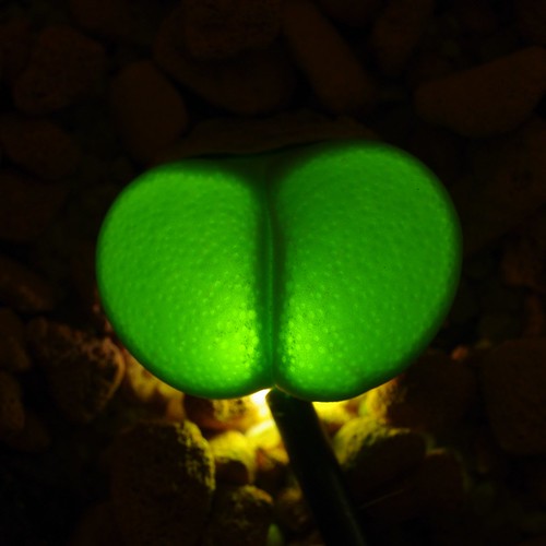 Lithops glow 105 by yellowcloud