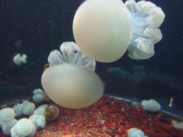 Lion's Mane Jellyfish - Oceana