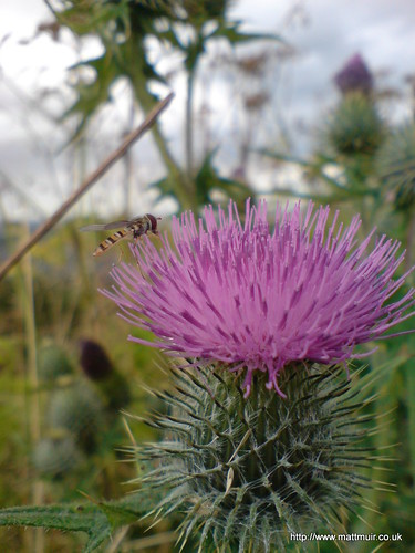 Thistles on Dundee Law by mattmuir.co.uk