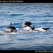 5 O clock dolphin show in the Sea of Cortez