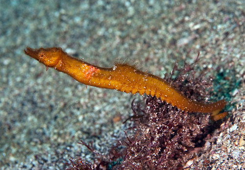 The other pipefish / Bastard seahorse (Acentronura gracilissima)