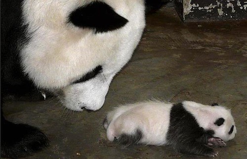 baby panda pictures