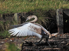 Mute Swans attack cygnet