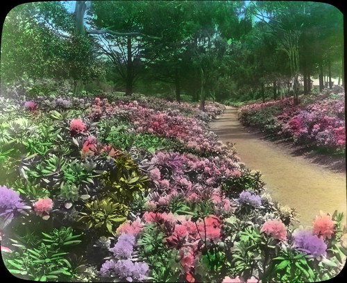 Rhododendrons-Golden Gate Park-San Francisco, California