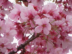  A Garden of Tree Blossoms