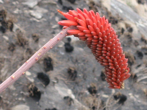 Aloe decurva 3 by tonrulkens