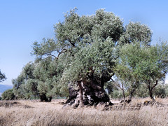 Alberi e arbusti in Sardegna
