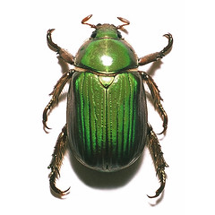 Beetles: Specimen Shots