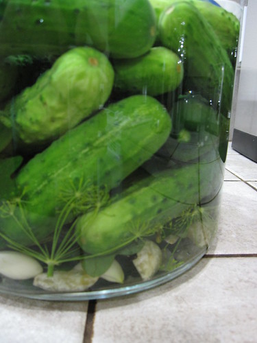 Kitchen Experimentation: Project Pickle!