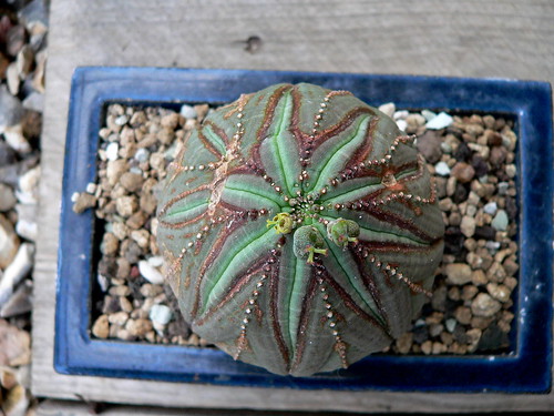 Scared Euphorbia obesa by laurent7624