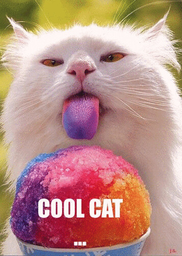 cool cat snowcone