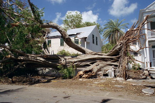 Remains of large ficus tree at the corner of Fleming and Francis streets