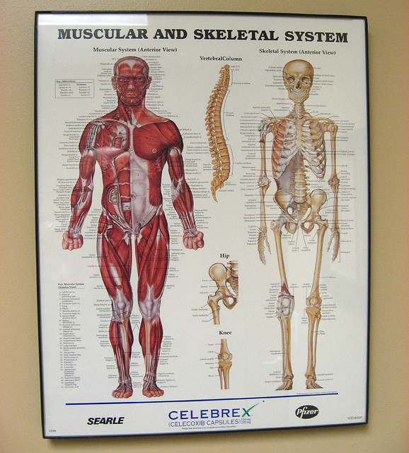 Muscular and Skeletal System | Flickr - Photo Sharing!