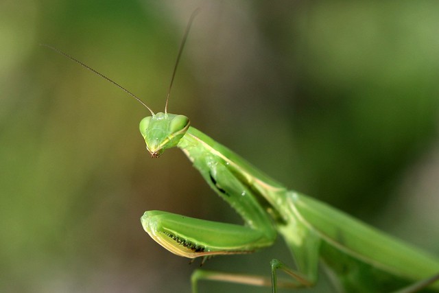 praying-mantis-close