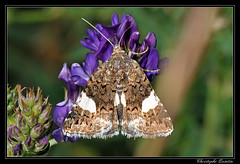 Lepidoptera/Noctuidae