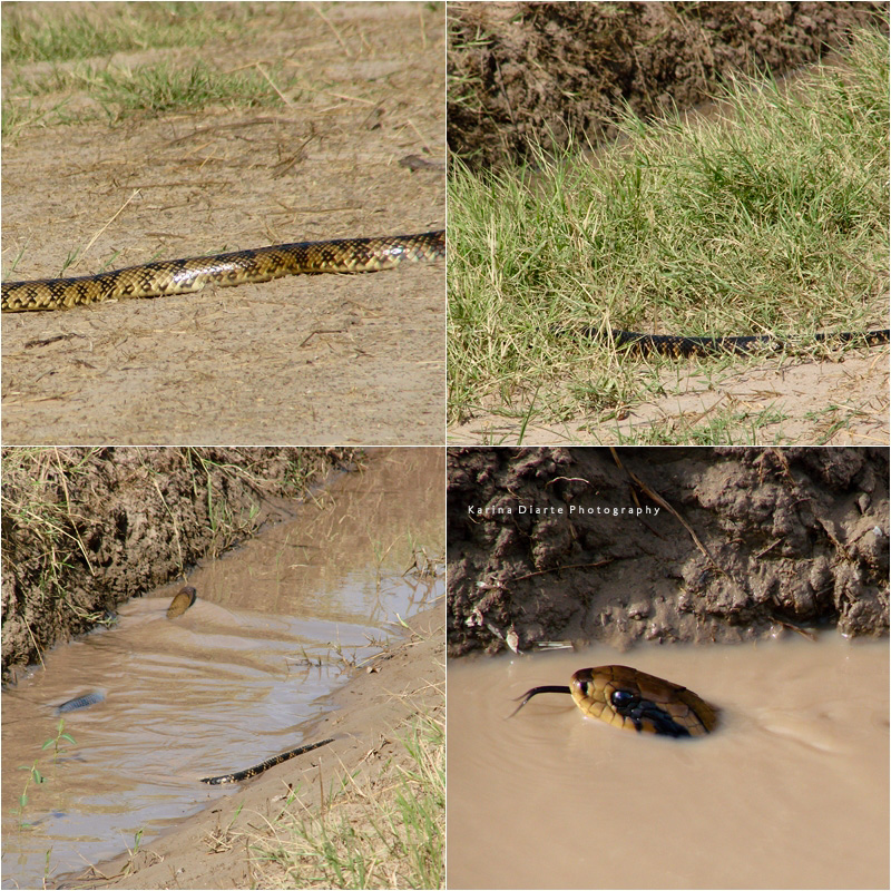 Cobra de Agua de América del Sur / South American Water Cobra