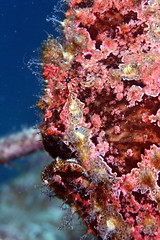 My friend the frogfish